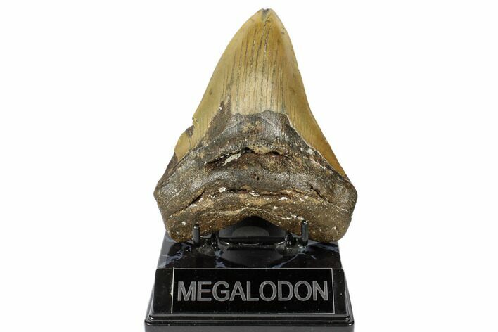 Fossil Megalodon Tooth - North Carolina #188236